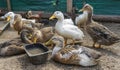 Poultry yard. Geese and chickens on a plot in the village. private household