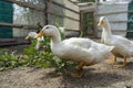 Poultry yard. Geese and chickens on a plot in the village. private household