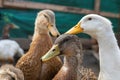 Poultry yard. Geese and chickens on a plot in the village. private household