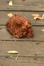 A pound of bear poo Royalty Free Stock Photo