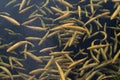 Pound full of amber trout fishes swimming freely in water on fish farm.