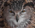 Pound scorn. Owl with clear eyes and an angry look is a large predatory owl