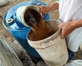 pour water mixed with starter bacteria into a bucket. for fermenting animal waste into fertilizer