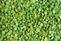 Poured dry green peas background. Organic raw split pea groat