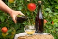 Pouring of apple cider from Normandy in glass, France and green apple tree with ripe red fruits on background