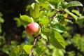 The pouring apple is sunny in the summer. Apple-tree tree branch.