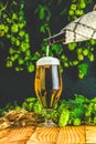 Pouring beer in glass. Still life with beer and hop plant in retro style Royalty Free Stock Photo