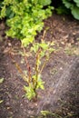 Pouring a Blackberry bush with water, garden care and planting