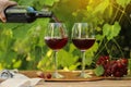 Pouring the cold red wine into the wine glass with the fruits grape in morning at the grape trees garden background Royalty Free Stock Photo