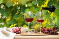 Pouring the cold red wine into the wine glass with fruits grape trees in morning nature background on wooden table Royalty Free Stock Photo