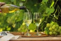 Pouring the cold White Wine into the wine glass with fruits grape trees in morning nature background on wooden table Royalty Free Stock Photo