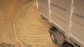 Pouring corn grain out of truck.