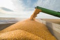 Pouring corn grain into tractor trailer Royalty Free Stock Photo