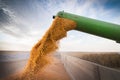Pouring corn grain into tractor trailer Royalty Free Stock Photo