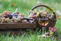 Grapes harvesting. Wine tasting culture Royalty Free Stock Photo