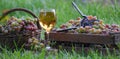 Grapes harvesting. Wine tasting culture Royalty Free Stock Photo