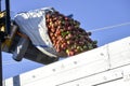 Pouring industrial apples into a lorry Royalty Free Stock Photo