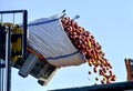Pouring industrial apples into a lorry Royalty Free Stock Photo