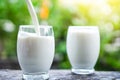 Pouring milk on drinking glass over nature sunlight morning background Royalty Free Stock Photo