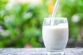 Pouring milk on drinking glass over nature sunlight morning background Royalty Free Stock Photo