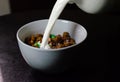 Pouring milk on a white bowl with chocolate cereal 2 Royalty Free Stock Photo