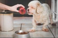 Pouring ration on the bowl for the dog.