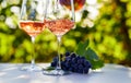 Pouring rose wine into glasses on a table in a vineyard