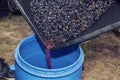 Pouring squeezed grapes and juice during the wine-making process. Royalty Free Stock Photo