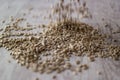 Pouring Sunflower Seeds on a white wooden surface. Royalty Free Stock Photo