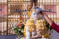 Pouring water / showering or watering buddha with water and incense and flower in Songkran festival (water ceremony in summer sea