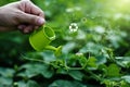 Pouring of watering a young plant, Biology laboratory nature and science, Plants with biochemistry structure on green background Royalty Free Stock Photo