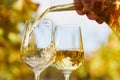 Pouring white wine into glasses in autumn day Royalty Free Stock Photo
