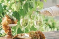 Pouring wine in glass. Green grape and white wine in vineyard. Sunny garden with vineyard background