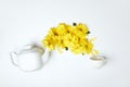 Pouring yellow chrysanthemums from white teapot into cup on white