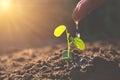 Pouring a young plant from hand. Gardening and watering plants Royalty Free Stock Photo