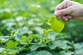 Pouring a young plant from a small watering can, environment concept Royalty Free Stock Photo