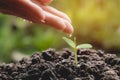 Pouring a young plant from watering can. Gardening and watering Royalty Free Stock Photo