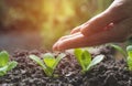 Pouring a young plant from watering can. Gardening and watering Royalty Free Stock Photo