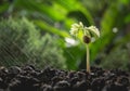 Pouring a young plant from watering can. Gardening and watering Royalty Free Stock Photo