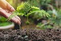 Pouring a young plant from watering can. Gardening and watering Royalty Free Stock Photo