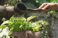 Pouring a young plant from watering can. Royalty Free Stock Photo