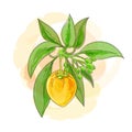 Pouteria lucuma watercolor design