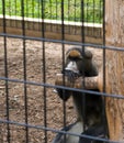 Pouting Primate Royalty Free Stock Photo