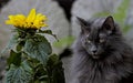 A pouty norwegian forest cat female in garden