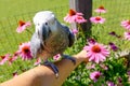 POV, DOF: Adorable African gray parrot looks at you while sitting on your arm.