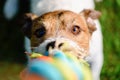 POV at dog playing tug-of-war game with colorful woven rope toy Royalty Free Stock Photo