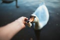 POV of feeding swan on the lake pond reaver. Toned image. Point of view shot Royalty Free Stock Photo