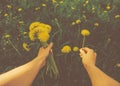 POV image of picking yellow dandelions Royalty Free Stock Photo