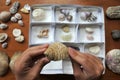 POV of a person holds a seashell above a seashells collection