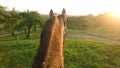 POV: Riding a beautiful brown horse around park on a sunny summer evening. Royalty Free Stock Photo